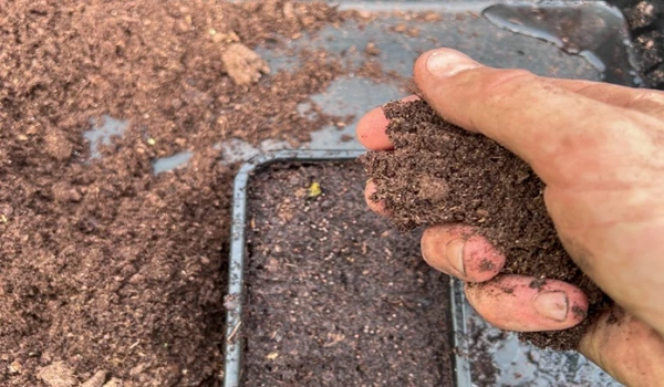 Covering The Seeds With Compost