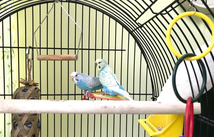 Two little blue budgies at Abbeyfield House, Sutton