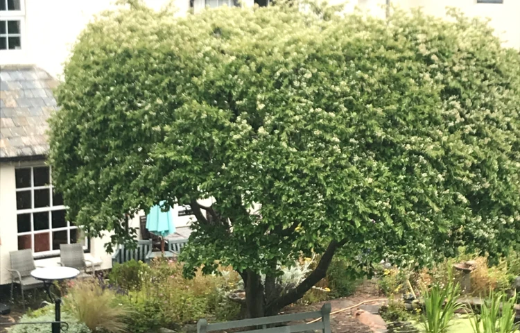 Bench And Tree In The Garden At The Laurels