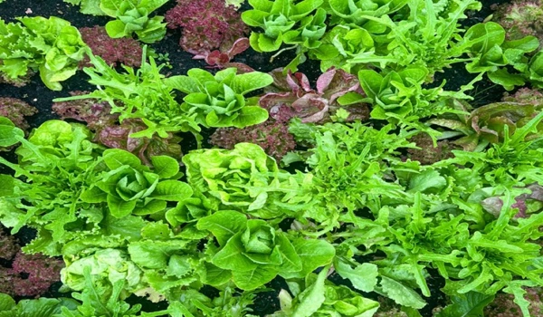 Close up of lettuce growing in the allotment