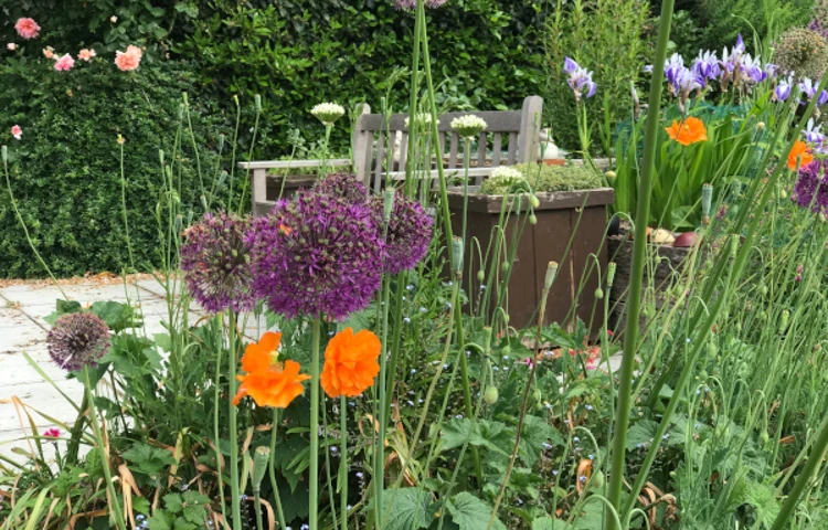 Flowers in bloom