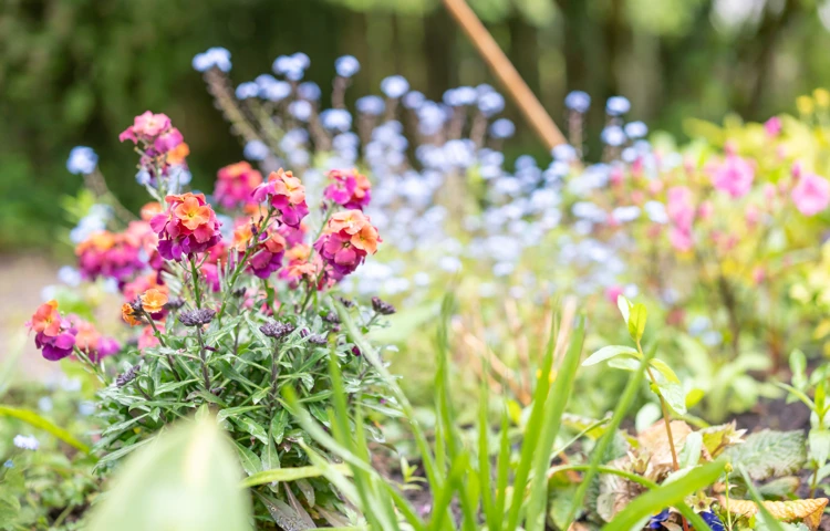 beautiful-flowers-in-the-garden-at-abbeyfield-house.jpg