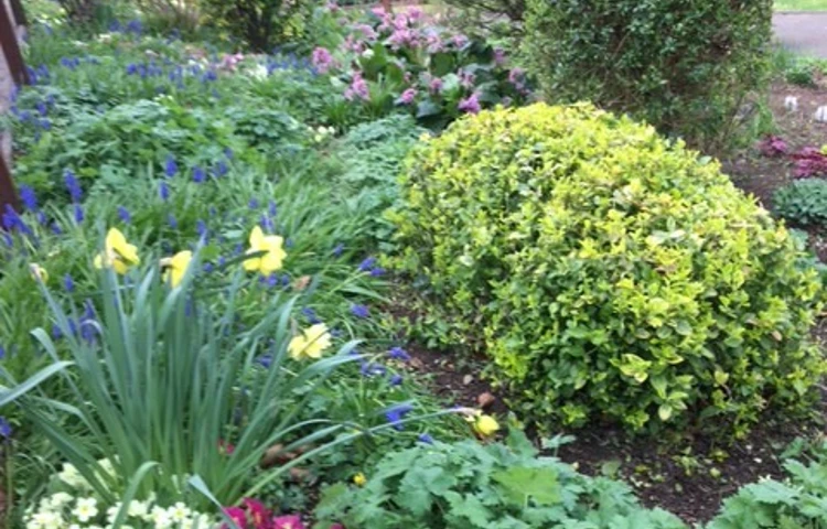 colourful-flowers-in-the-garden.jpg