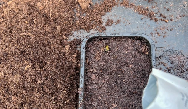Sowing The Seeds