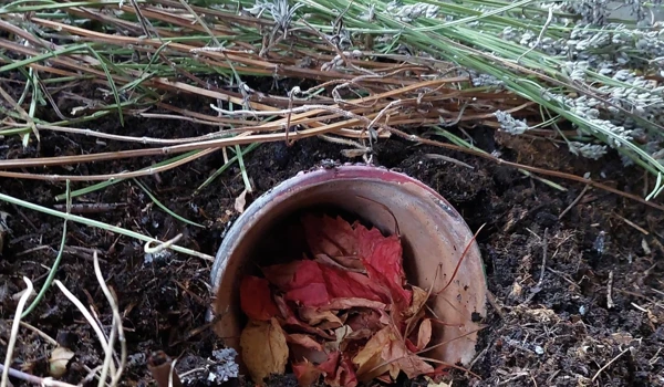 Frog House