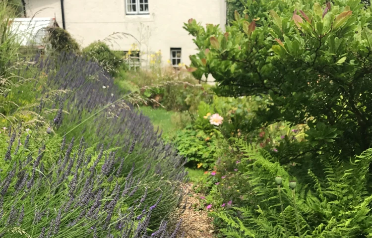 Lavender Outside The Laurels