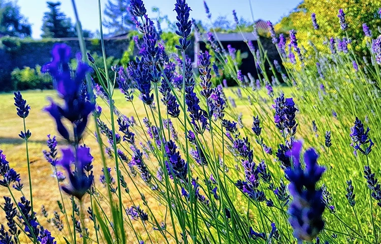Garden at Abbeyfield House, Wells